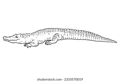 crocodile outline vector illustration,isolated on white background,top view