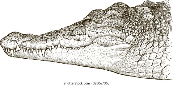 crocodile portrait