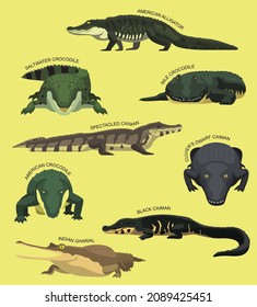 Crocodile Set With Names Cartoon Vector Illustration