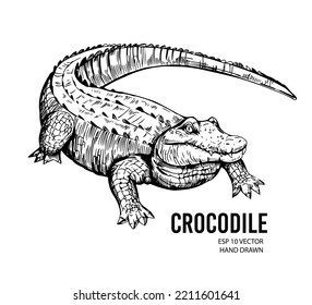 Krokodilskizze. Aligator. handgezeichnete Vektorgrafik