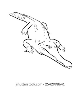 Crocodile sketch. Aligator. Vector hand drawn illustration