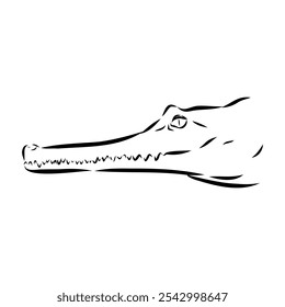 Crocodile sketch. Aligator. Vector hand drawn illustration