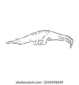 Crocodile sketch. Aligator. Vector hand drawn illustration