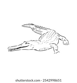 Crocodile sketch. Aligator. Vector hand drawn illustration