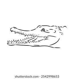 Crocodile sketch. Aligator. Vector hand drawn illustration