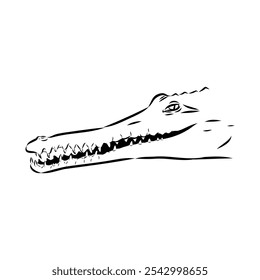 Crocodile sketch. Aligator. Vector hand drawn illustration