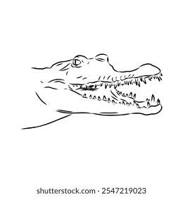 Crocodile sketch. Aligator. Vector hand drawn illustration