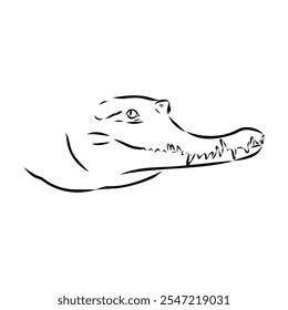 Crocodile sketch. Aligator. Vector hand drawn illustration