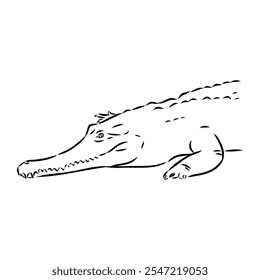 Crocodile sketch. Aligator. Vector hand drawn illustration