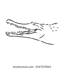 Crocodile sketch. Aligator. Vector hand drawn illustration