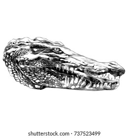 crocodile sketch head vector graphics monochrome black-and-white drawing