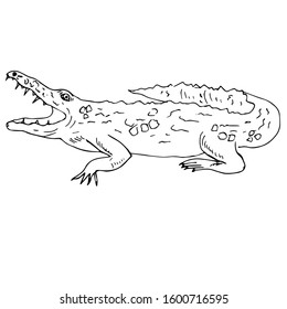 9,528 Crocodile Lines Images, Stock Photos & Vectors 