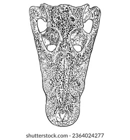 Crocodile skull isolated on white background. Alligator head bone or skull. Drawing sketch for witchcraft, Halloween, occultism and folklore attribute. Vector.