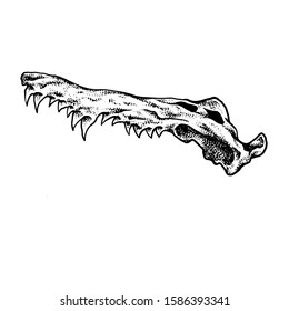 Crocodile Skull vector design artwork