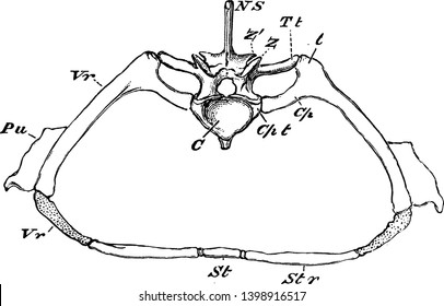 Crocodile Thoracic Region in which centrum of a vertebra over which rises the neural arch inclosing the neural canal, vintage line drawing or engraving illustration.