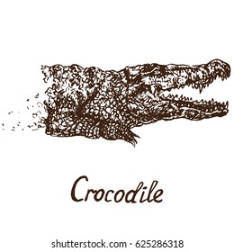 Crocodile (true crocodile) face, hand drawn doodle, sketch in pop art style, vector illustration