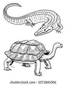 Crocodile and turtle. Reptiles and amphibians Pet and tropical animal. Engraved hand drawn in old vintage sketch. Vector illustration. Wildlife and Exotic Zoology.