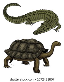 Crocodile and turtle. Reptiles and amphibians Pet and tropical animal. Engraved hand drawn in old vintage sketch. Vector illustration. Wildlife and Exotic Zoology.