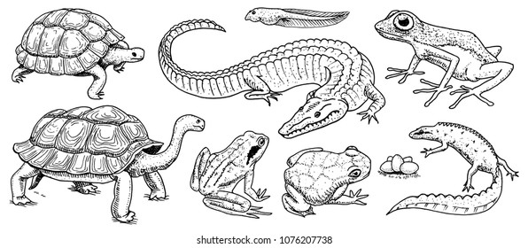 Crocodile and turtle. Reptiles and amphibians set. Pet and tropical animals. Wildlife and Frogs, lizard and turtle, chameleon and anuran Engraved hand drawn in old vintage sketch. Vector illustration.