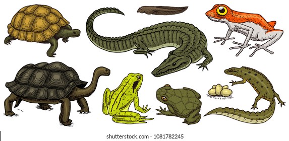 Crocodile and turtle. Reptiles and amphibians set. Pet and tropical animals. Wildlife and Frogs, lizard and turtle, chameleon and anuran Engraved hand drawn in old vintage sketch. Vector illustration.