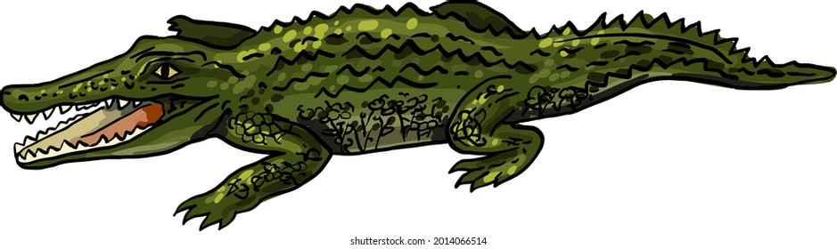 crocodile vector cartoon image isolated