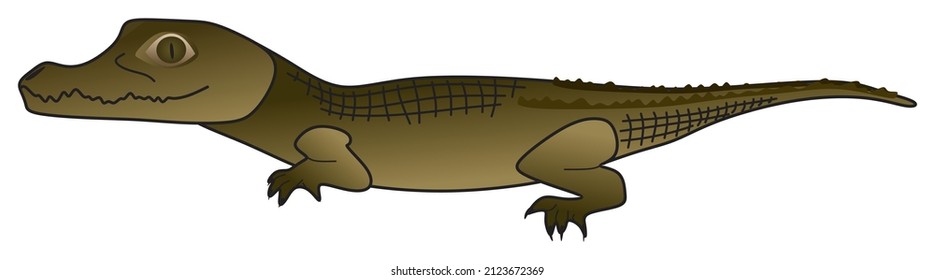 crocodile vector drawing on isolated white background cartoon reptile animal pose character alligator caiman scale teeth head face skin leather logo icon object outline illustration wildlife concept