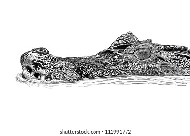 73,441 Crocodile water Images, Stock Photos & Vectors | Shutterstock