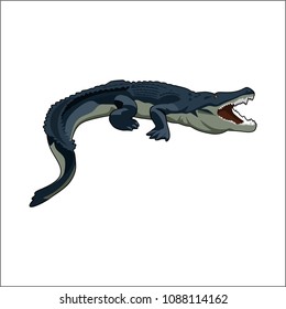 crocodile vector illustration