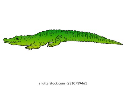 crocodile vector illustration,isolated on white background,top view