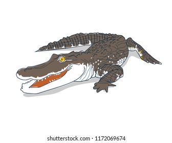 crocodile vector isolated reptile drawing