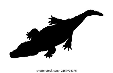 1,348 Alligator In Water Silhouette Images, Stock Photos & Vectors 