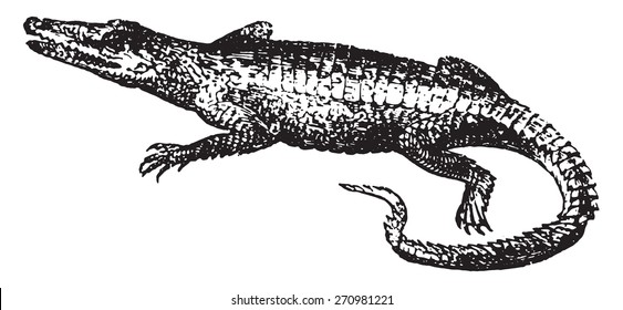 Crocodile, vintage engraved illustration. Natural History of Animals, 1880.
