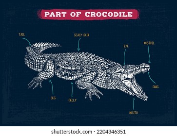 Crocodile vocabulary part of body vector illustration
