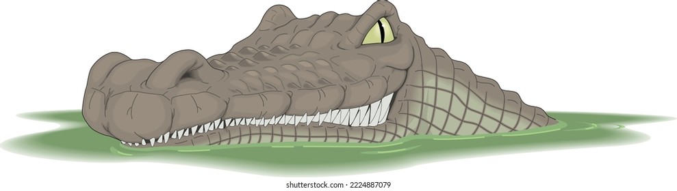 Crocodile in Water Vector Cartoon