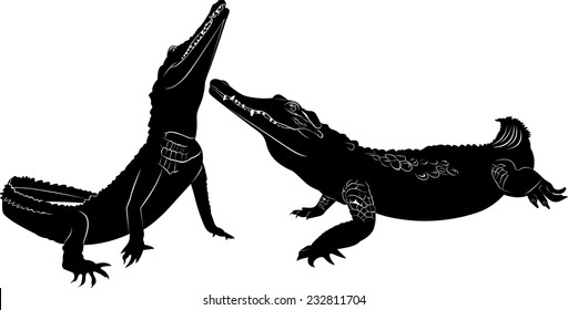 crocodiles isolated on white background