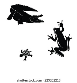 crocodile,tree frog,little turtle