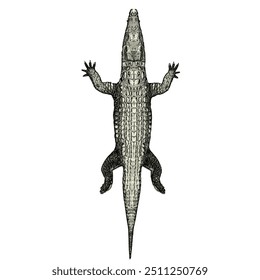 Crocodilia animal vector ilustration design template 