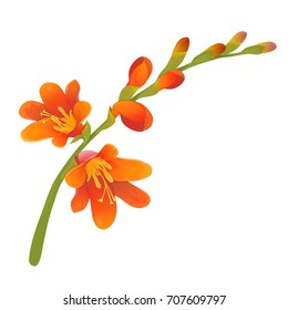 Crocosmia flower branch, highly detailed hand drawn vector