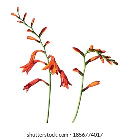 Crocosmia flower orange isolated on white background.