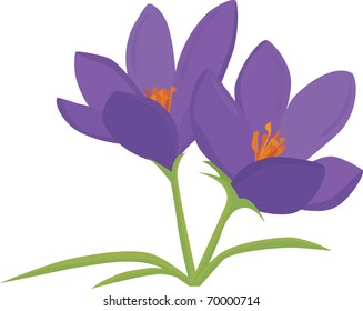 Crocus