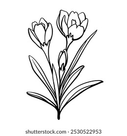 Crocus black line drawing sketch isolated on white. Hand drawn outline of single flower in doodle style. Vector clipart for spring flowers and springtime illustration, floral design and print.