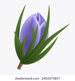 Crocus, blue flower, snowdrop bud. Spring plant, seasonal botany, realistic delicate wildflower. Beautiful, isolated blooming crocus, tulip. Saffron, herbaceous perennial iris. Vector 3d.
