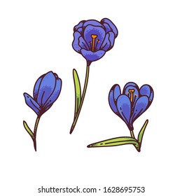 Crocus blue flowers spring primroses set for design greeting card. Outline sketch illustration isolated on white background.