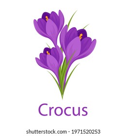 Crocus bouquet vector. Purple saffron flowers isolated on a white background with the inscription crocus.