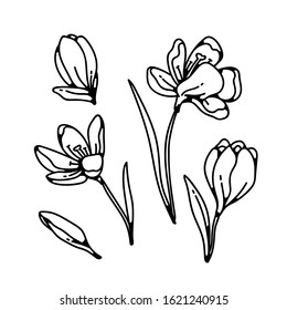 Crocus bud and flower spring primroses set outline black white sketch illustration.