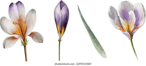 Crocus clipart, ilustración vectorial aislada.