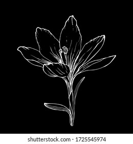 Crocus se cierra con la mano dibujada con tiza en la pizarra. Flor de contorno blanco sobre fondo negro. Ilustración de material vectorial.