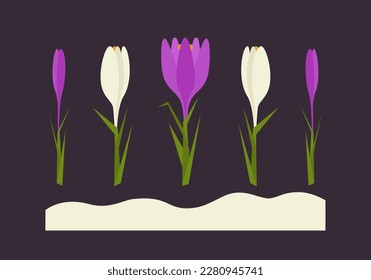 Crocus collection. Floral illustration of the crocus flowers grow on the snowing meadow
