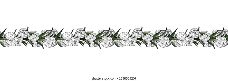 Crocus decoration border with hand drawn crocus flower. Botanical decoration