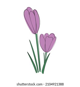 Crocus drawing. first spring flowers in the Doodle style. Vector